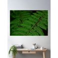 thumbnail image 2 of Beautiful Ferns Poster Wall Art, Modern Wall Decor For Living Room Bedroom, 8x12 UNFRAMED, 2 of 3