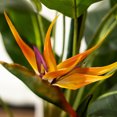 thumbnail image 5 of Artificial Plants, 5ft Faux Bird of Paradise Tree, Fake Plastic Flower Tree, Pre Potted Faux Greenry Tree for Home Decor Office Living Room Indoor, Big Fake Plants Fake House Plants, 5 of 8