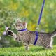 thumbnail image 4 of Pack Adjustable Nylon Cat Harness (Blue Black) Soft Cat Harness with Leash for Kittens Puppy Rabbit, 4 of 5