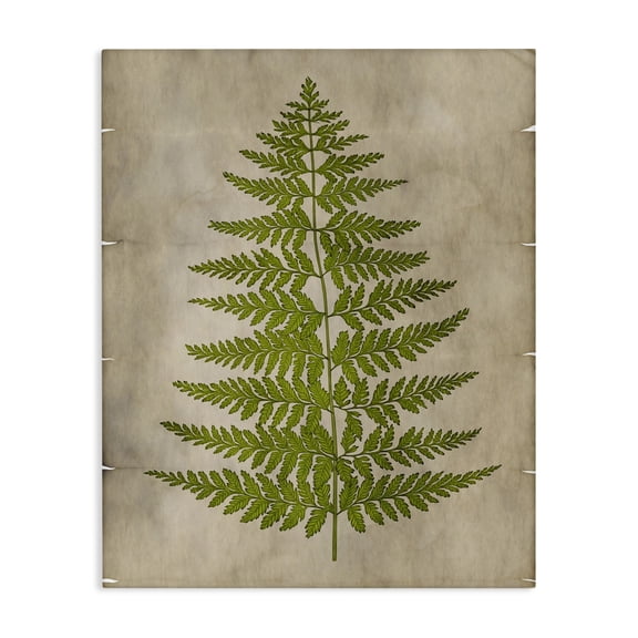 Stupell Industries Victorian Plant Drawing Green Parchment Design Canvas Art, 36 x 48, by Ziwei Li
