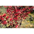 thumbnail image 5 of 50 *Seeds RED CHOKEBERRY Aronia Arbutifolia White Flower Fruit Shrub Seeds, 5 of 10