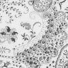 7394 Paisley Gray
