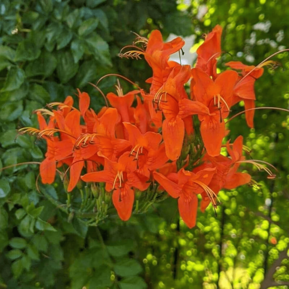 Orange Honeysuckle Plant Live, 4 to 6'' Tall, Cape Honeysuckle Flower Vine Perennial