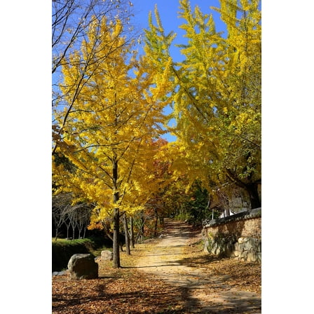 Ginkgo Biloba Tree ( Maidenhair ) - Live Plant - ( 2.5 QT )