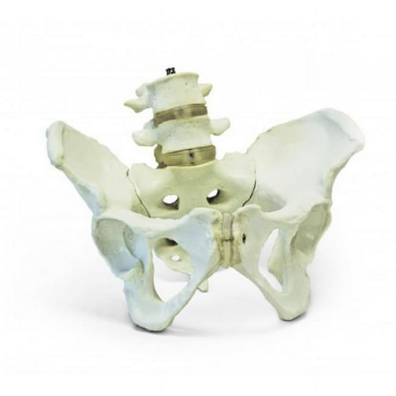 Vision Scientific Female Pelvis