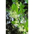 thumbnail image 2 of 15 INDIAN PLUM Osoberry Oregon Oso Berry Oemleria Cerasiformis Fruit Shrub Seeds, 2 of 11