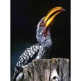 thumbnail image 2 of Williams, Joanne 19x24 White Modern Wood Framed Museum Art Print Titled - South Kruger NP Yellow-billed hornbill on tree, 2 of 4