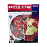 4D Master 4D Human Anatomy - Head Anatomy Model