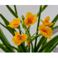 thumbnail image 4 of Nvzi 3 piezas de flores artificiales de narciso, flores falsas, flores artificiales para decoración de bodas, naranja, 4 of 5