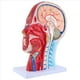 thumbnail image 5 of Modelo de Enseñanza del Plano Medio Sagital de la Cabeza Glándula Parótida Columna Cervical Modelo de Otorrinolaringología de Anatomía de Cabeza y Cuello, 5 of 8