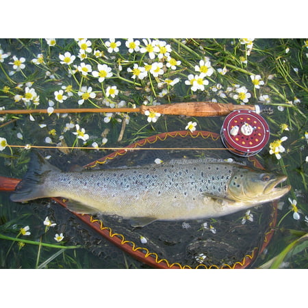 LAMINATED POSTER Catch Freshwater River Fishing Grayling Fish Poster Print 24 x