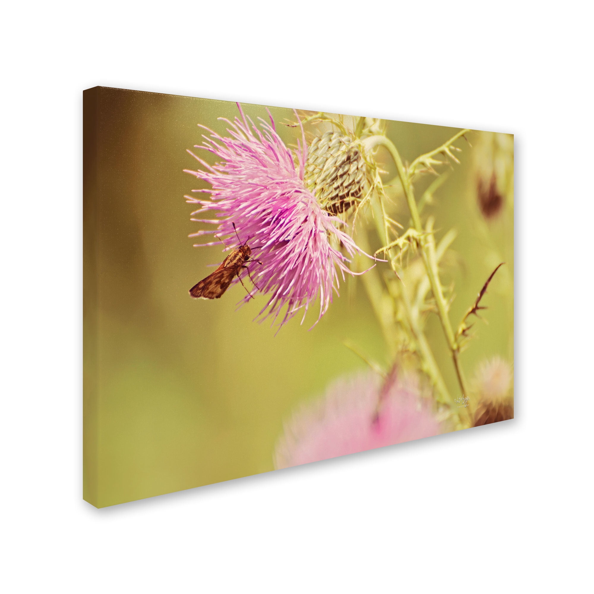 Trademark Fine Art "Skipper On Pink Thistle" Canvas Art by Lois Bryan