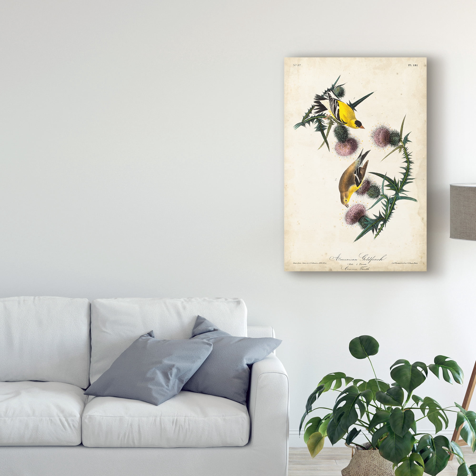 Trademark Fine Art 'Yellow American Goldfinch' Canvas Art by John James Audubon