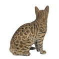 thumbnail image 4 of Sitting Bengal Cat, 4 of 5