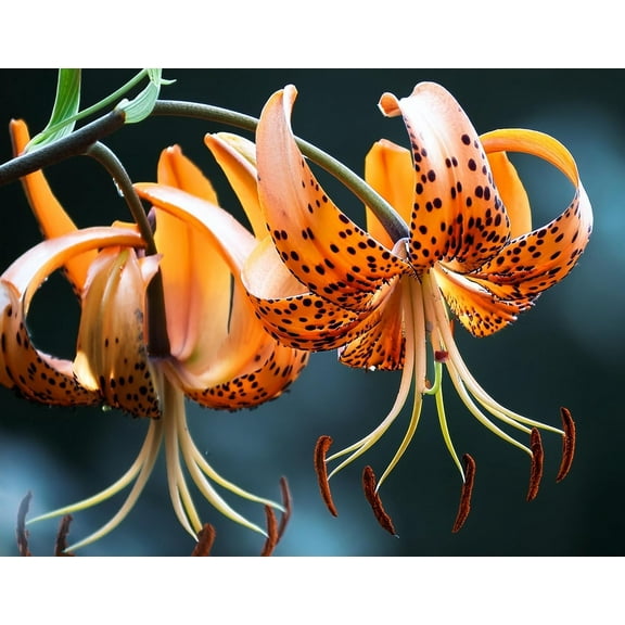 Tiger Lily Root for Growing - Stunning Perennnial Flower with Tiger Colors