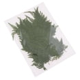 thumbnail image 1 of 5 unids / bolsa hoja hojas prensadas flores secas naturales para tarjetas de álbum de recortes, manualidades, artesanía de resina epo, 1 of 6