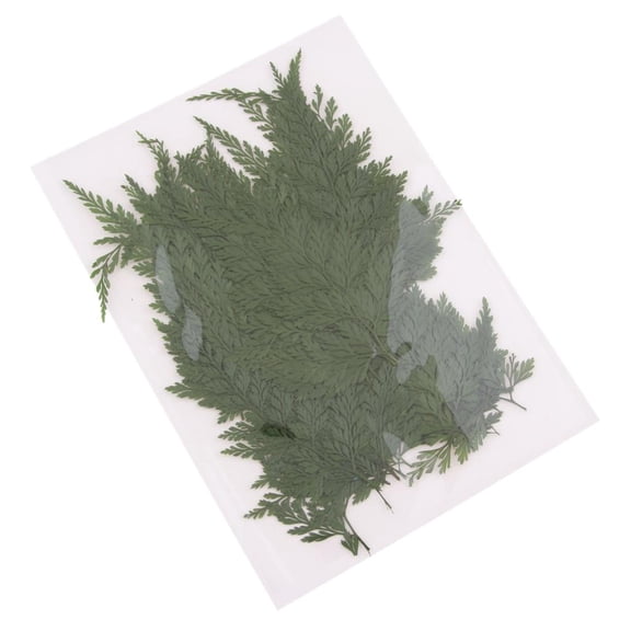 50x Pressed Dried Flower Dry Fern Leaves for Bookmark Card Making