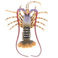 thumbnail image 2 of Juguete educativo Científico Sunnimix Modelo Coral Lobster de 15 pulgadas Decoración Coleccionable, 2 of 8