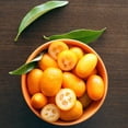 thumbnail image 7 of ⭐ Gardenera Labs's Expert Kumquat Soil Mix - 20 QT - Quick Drain Blend, Enriched with Peat Moss, Perlite, Worm Castings, and Lime - Ideal for Potting, Planting, and Repotting 🍊🌱, 7 of 7