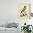 thumbnail image 3 of Trademark Fine Art 'Edwards Woodpecker' Canvas Art by George Edwards, 3 of 4