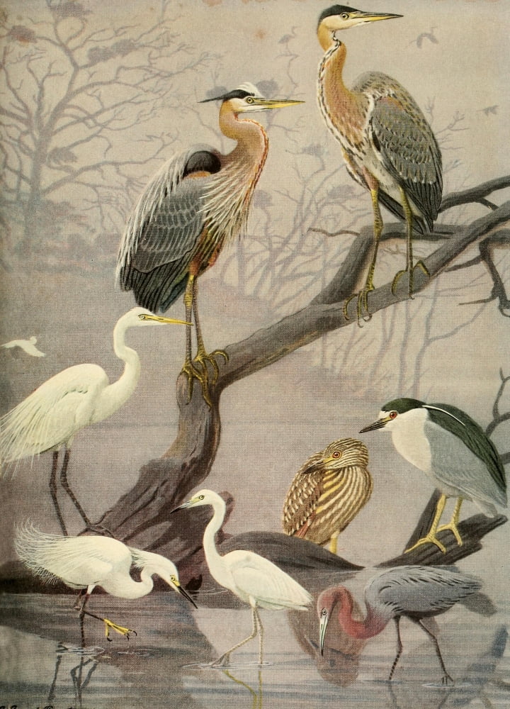 Birds Of Massachuse