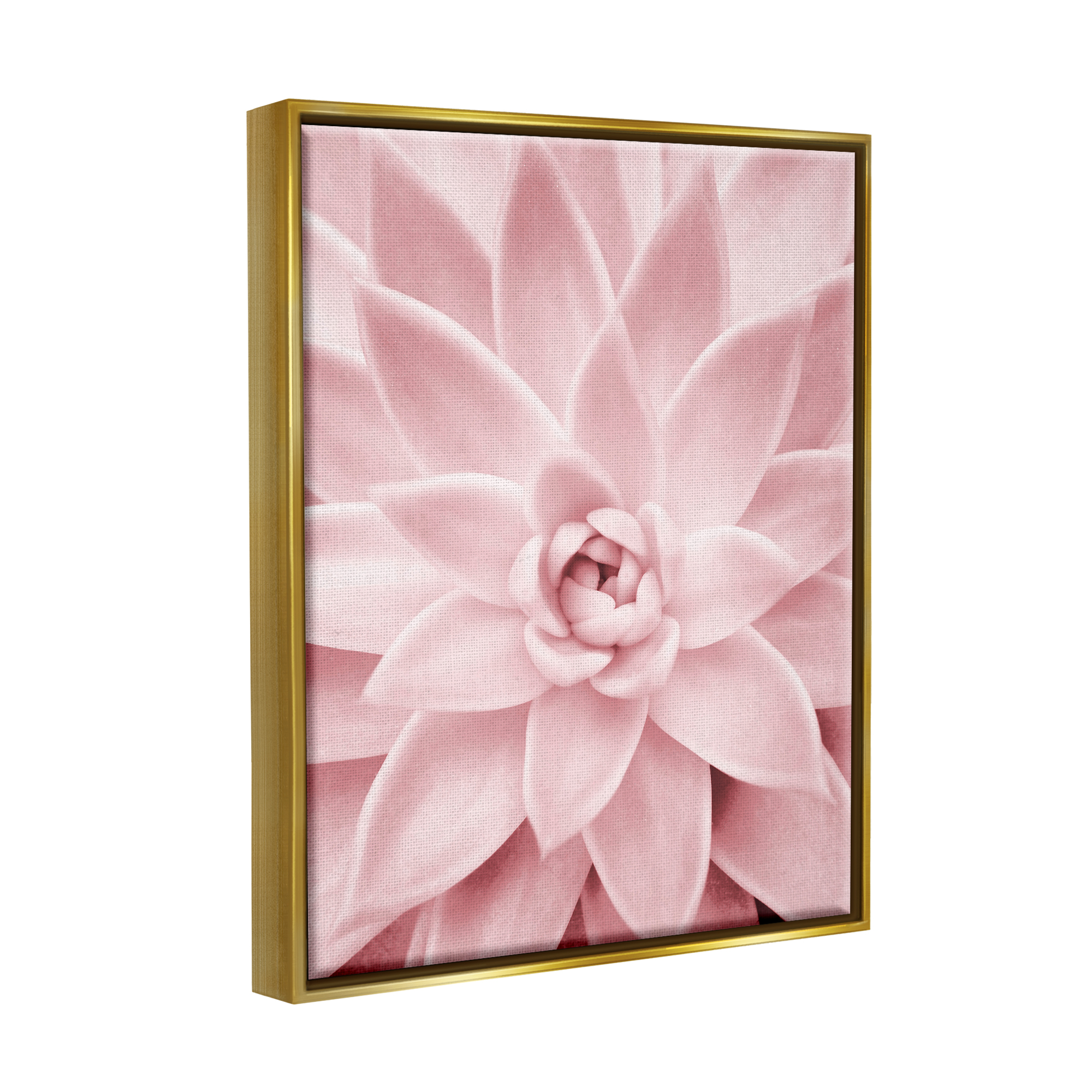 Stupell Industries Pastel Pink Succulent Botanical & Floral Photography Gold Floater Framed Art Print Wall Art, 25 x 31