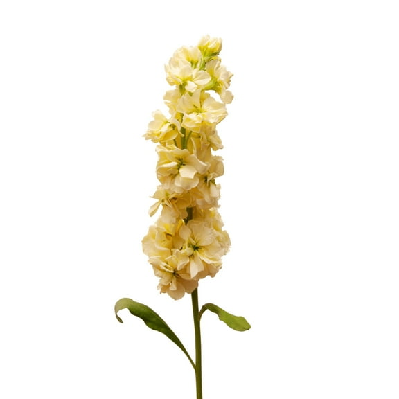 Yellow Stock - Farm Direct Fresh Cut Flowers - 140 Stems