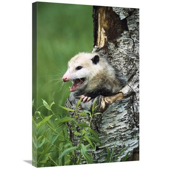 20 x 30 in. Virginia Opossum Female Hissing From Tree Cavity, North America Art Print - Konrad Wothe