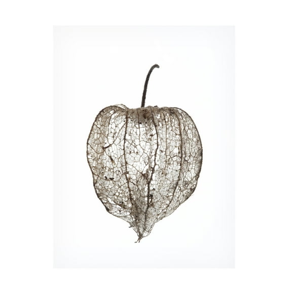 Trademark Fine Art Shot by Clint Pod Canvas Wall Art