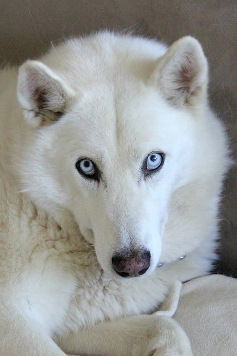white husky eyes