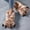 A, variant on Women And Men Slippers Cute Claw Winter Warm Slipper Non Slip Indoor House Shoes