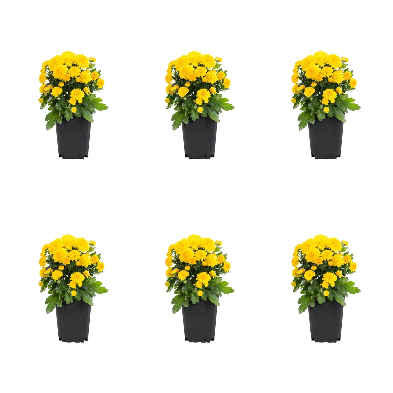 Expert Gardener 1PT Yellow Mum Live Plants (6 Count) with Grower Pots
