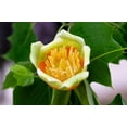 thumbnail image 4 of 15 TULIP POPLAR TREE Yellow Flower Liriodendron Tulipifera Whitewood Seeds, 4 of 11