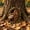 #369-A, variant on Cheapark Wooden Tree Hole Decor Garden Tree Stump Ornament for Outdoor Yard Lawn Whimsical Landscape Decoration Gift