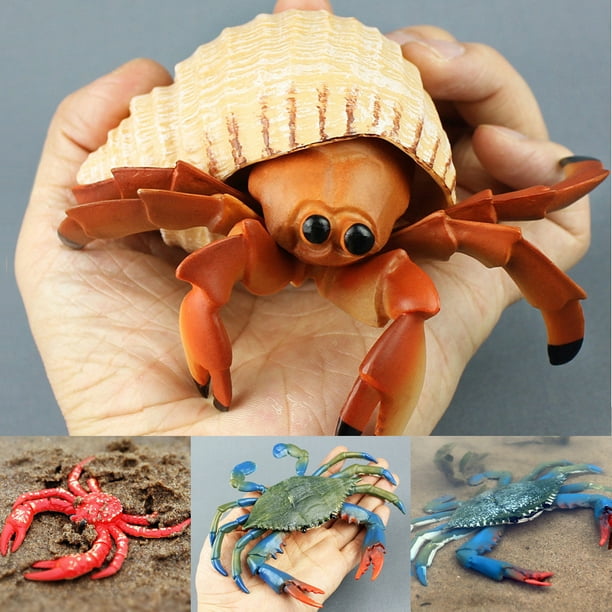  Live Pet Hermit Crabs, Large Hermit Crab Shells, Encourages  Growth and Well-Being of Your Pets, Beautify Terrarium and Aquariums, Use  in Crafts 