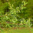 thumbnail image 5 of Scarlet Curly Willow Live Tree – 2 Gallon, 5 of 5