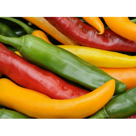 Freshly Picked Freshly Picked Red, Green and Yellow Chillies Close Up Shot, UK Print Wall Art By Gary Smith ()