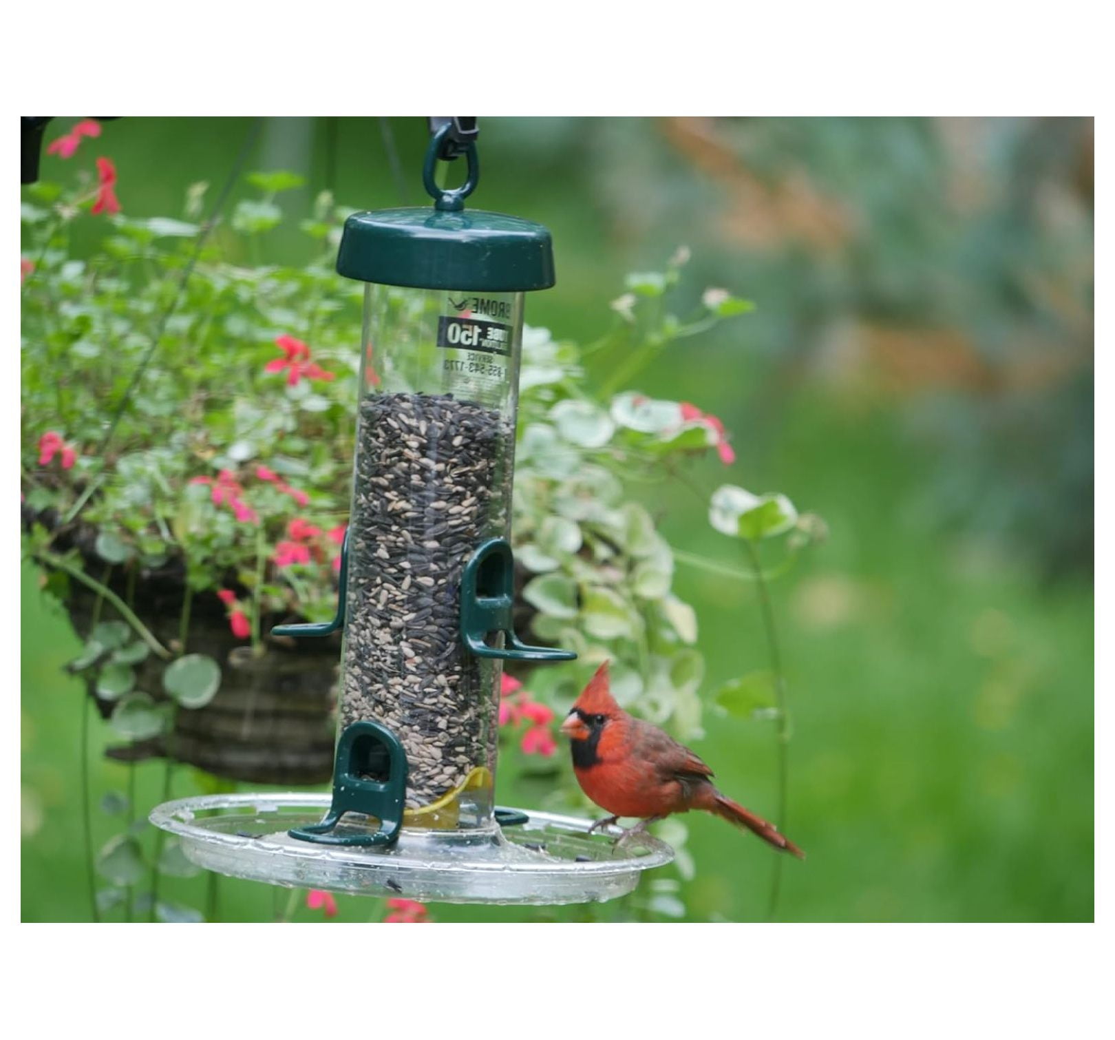 Tube 150 Wild Feeder w/4 Seed Ports, 2.6-Pound Seed Capacity, Pole-mountable