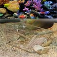 thumbnail image 5 of Aquarium fish trap Acrylic crab trap, 5 of 5