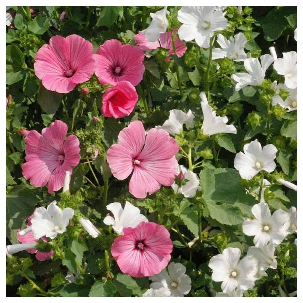 Everwilde Farms - 1 lb Tree Mallow Garden Flower Seeds - Gold Vault Bulk Seed Packet