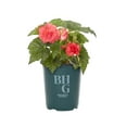 thumbnail image 2 of Better Homes & Gardens 1QT Pink Begonia Live Annual Plant Shade 5-Pack, 2 of 7