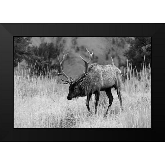 The Yellowstone Collection 14x11 Black Modern Framed Museum Art Print Titled - Bull Elk Grazing in Mammoth Hot Springs, Yellowstone National Park