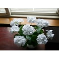 thumbnail image 4 of Morttic 2PCS 14'' Artificial Geraniums Silk Flowers Plants Home Outdoor Decor Garden Window Box, 4 of 6