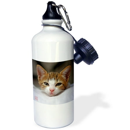 3dRose Tender image of cat and mixed breed brown dog laying together on bed, Sports Water Bottle, 21oz