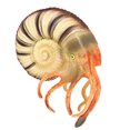 thumbnail image 3 of Modèle d'Animal Marin Simulé Modèle de Nautilus Réaliste Modèle d'Animaux Marins, 3 of 8