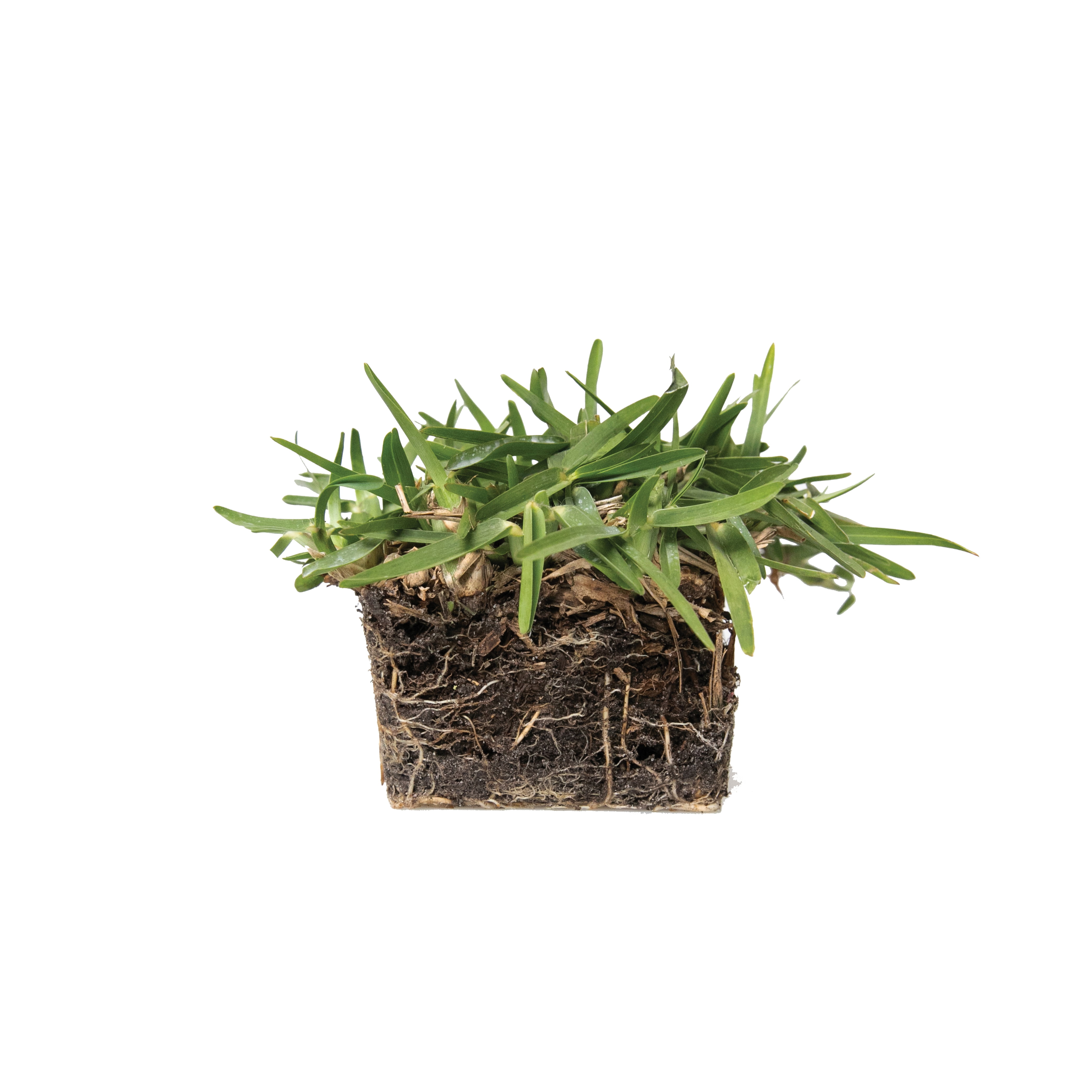 Sod Pods Grass St Augustine CitraBlue Grass Plug, Drought Resistant