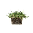 thumbnail image 4 of Sod Pods Grass St Augustine CitraBlue Grass Plug, Drought Resistant, 4 of 7