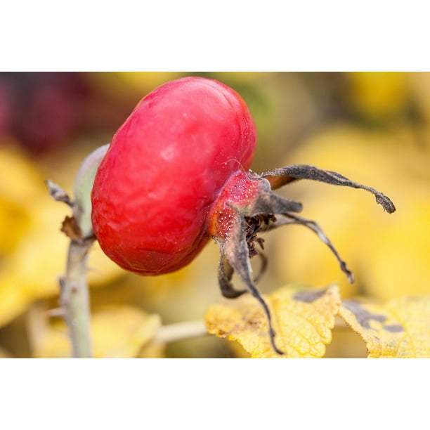 Rosa Canina Nature Wild Rose Red Fruit Rose Hip 12 Inch By 18 Inch Laminated Poster With Bright Colors And Vivid Imagery Fits Perfectly In Many Attractive Frames Walmart Com Walmart Com Rosa Canina Nature Wild Rose Red Fruit Rose Hip 12 Inch By 18 Inch Laminated Poster With Bright Colors And Vivid Imagery Fits Perfectly In Many Attractive Frames Walmart Com Walmart Com