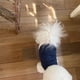 thumbnail image 1 of Zhuge Chaleco para perros y gatos, chaleco transpirable para mascotas, sudadera para cachorros, ropa para perros, prendas de vestir, abrigos para perros pequeños, medianos y gatos, XL, A78, 1 of 3