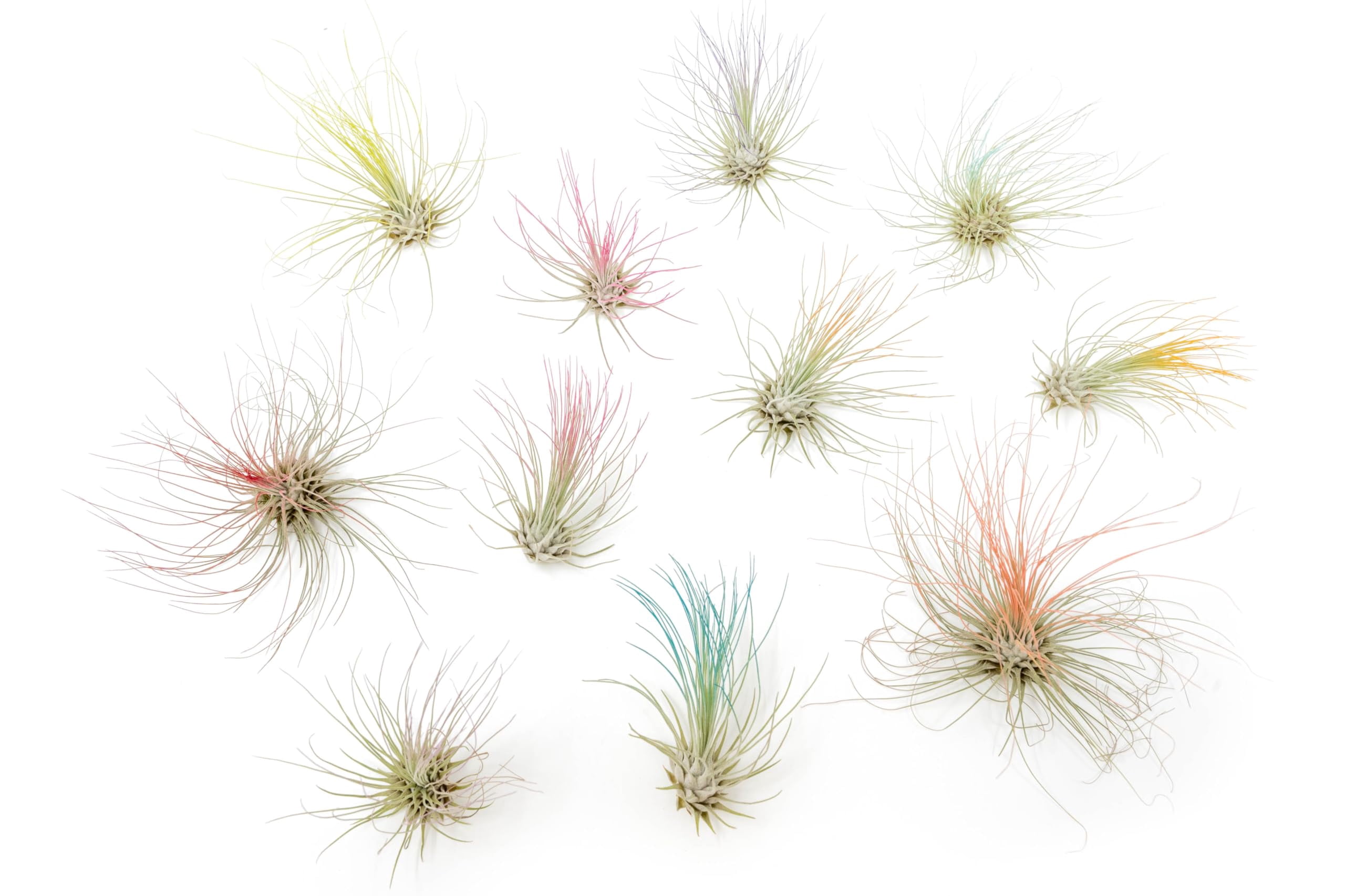 Teal Blue Colorful Tillandsia Air Plants - Long Lasting Color Enhanced Live Tillandsia Succulent House Plants - Home and Garden Decor - Easy Care Indoor and Outdoor (Mini Xerographica, Pack of 3)